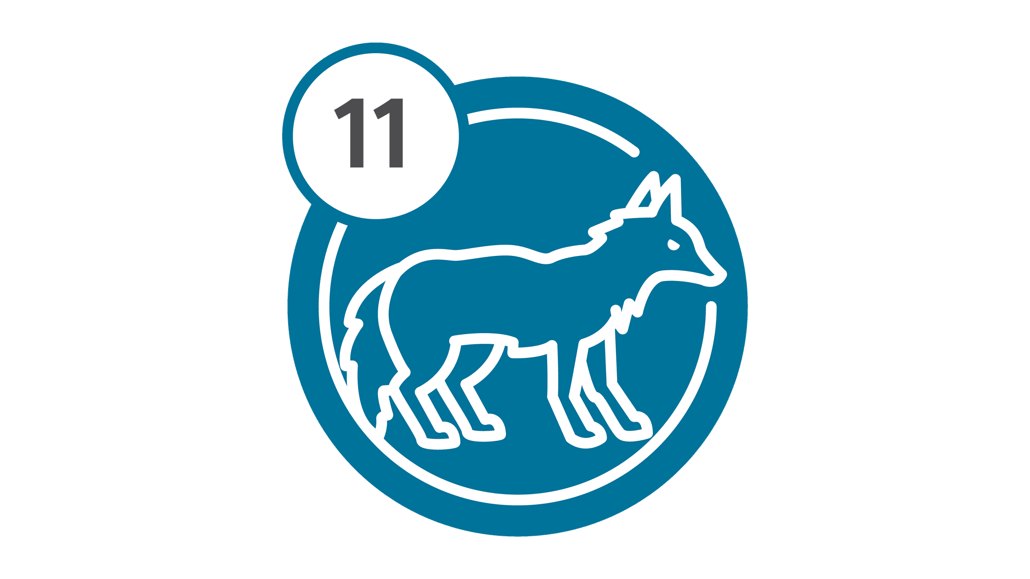 Route 11 - Coyote