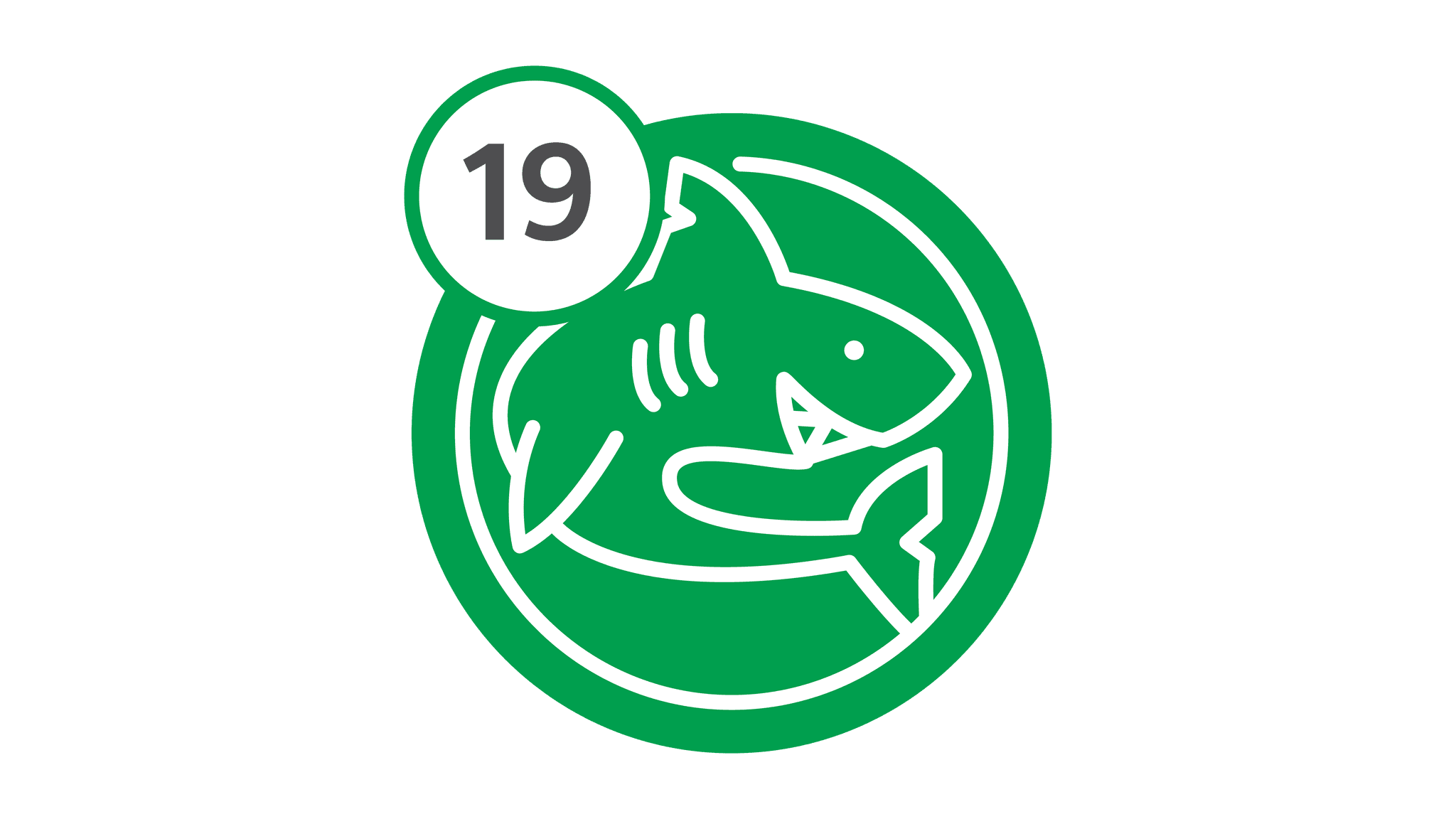 Route 19 - Shark