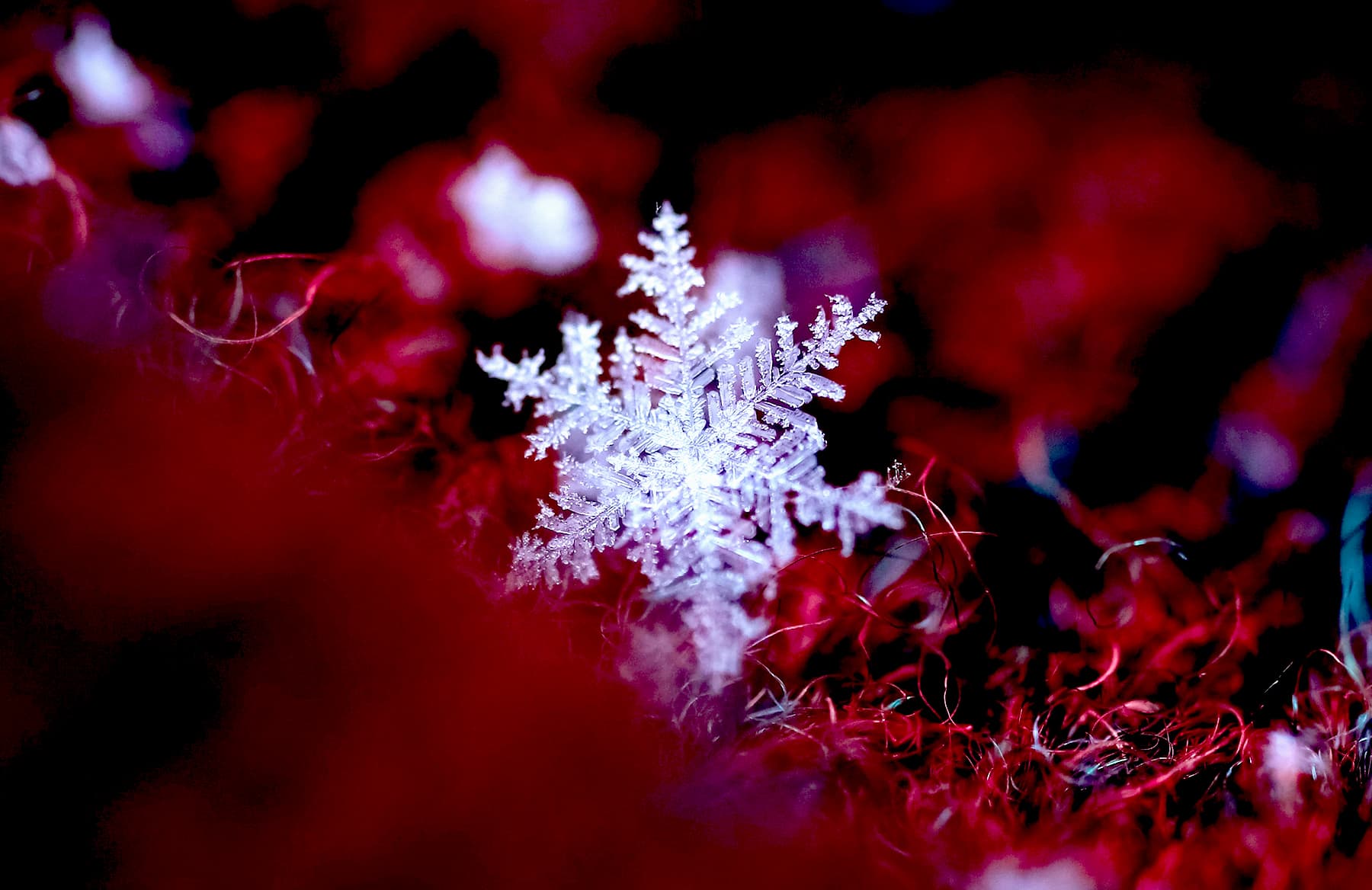 A single white snowflake on a red and black mossy background
