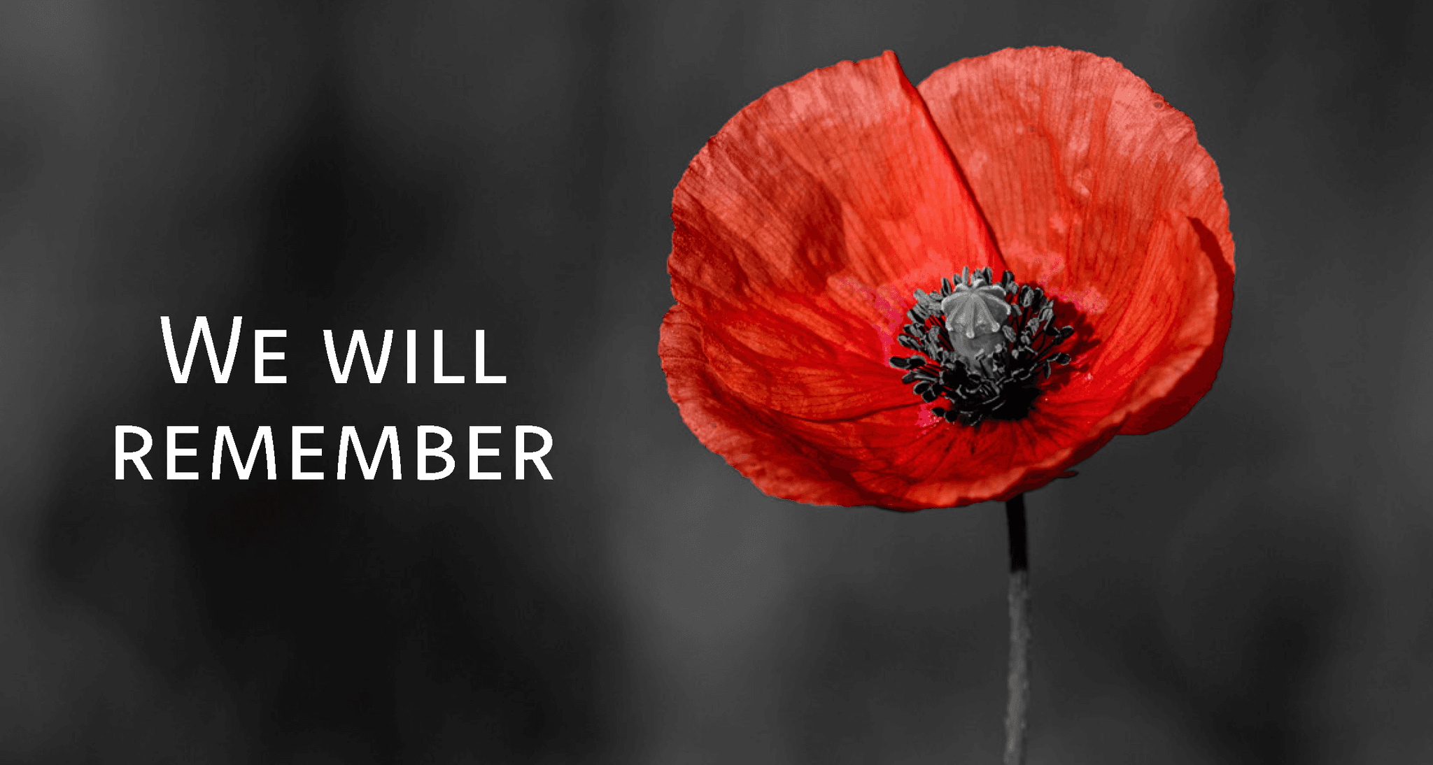 Red poppy on grey background with white text that says we will remember