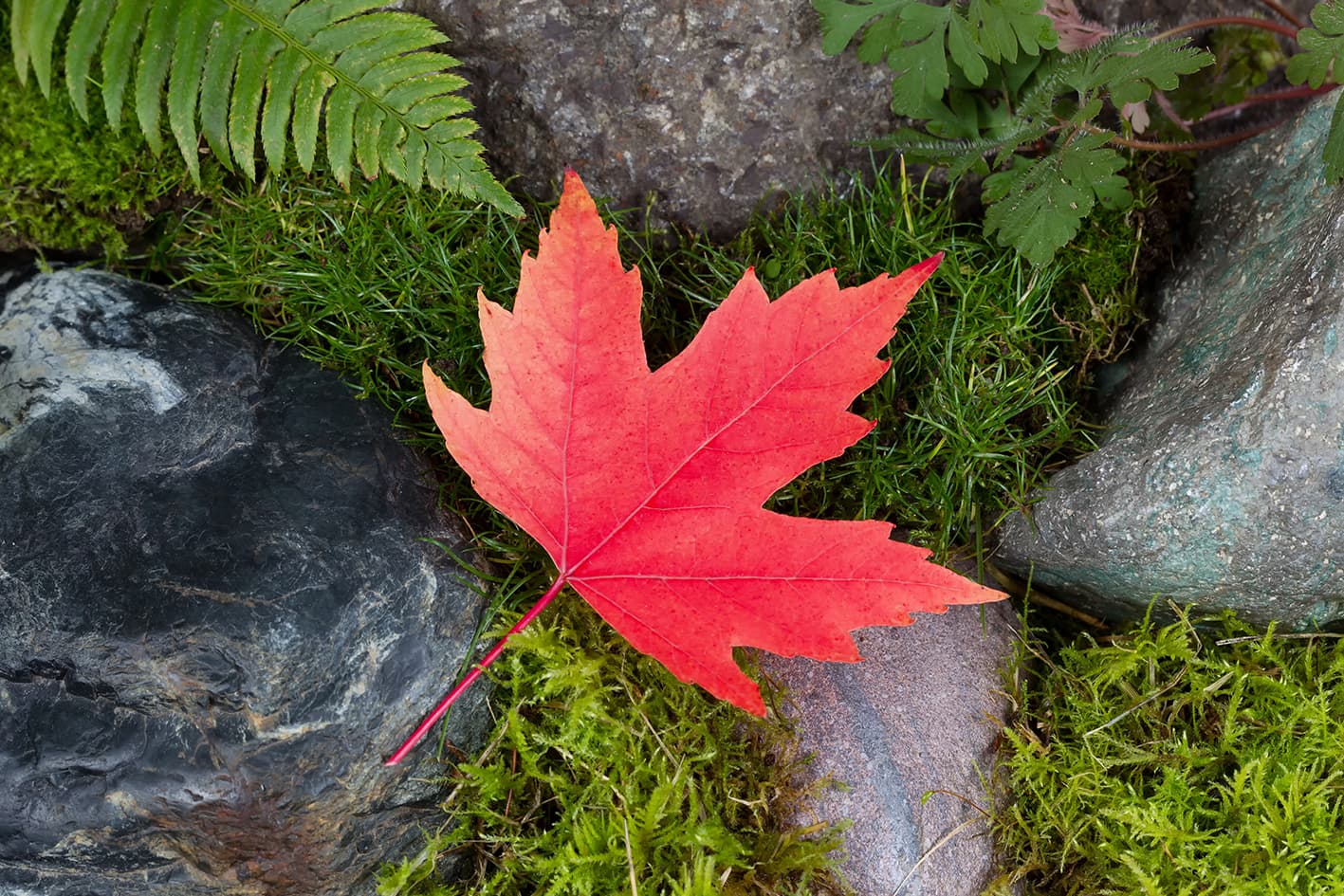 A red maple leaf laying against some mossy stones with a fern frond showing.