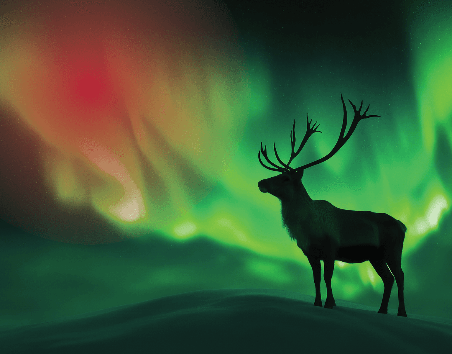 Caribou standing on a snowy hill with northern lights in the background.