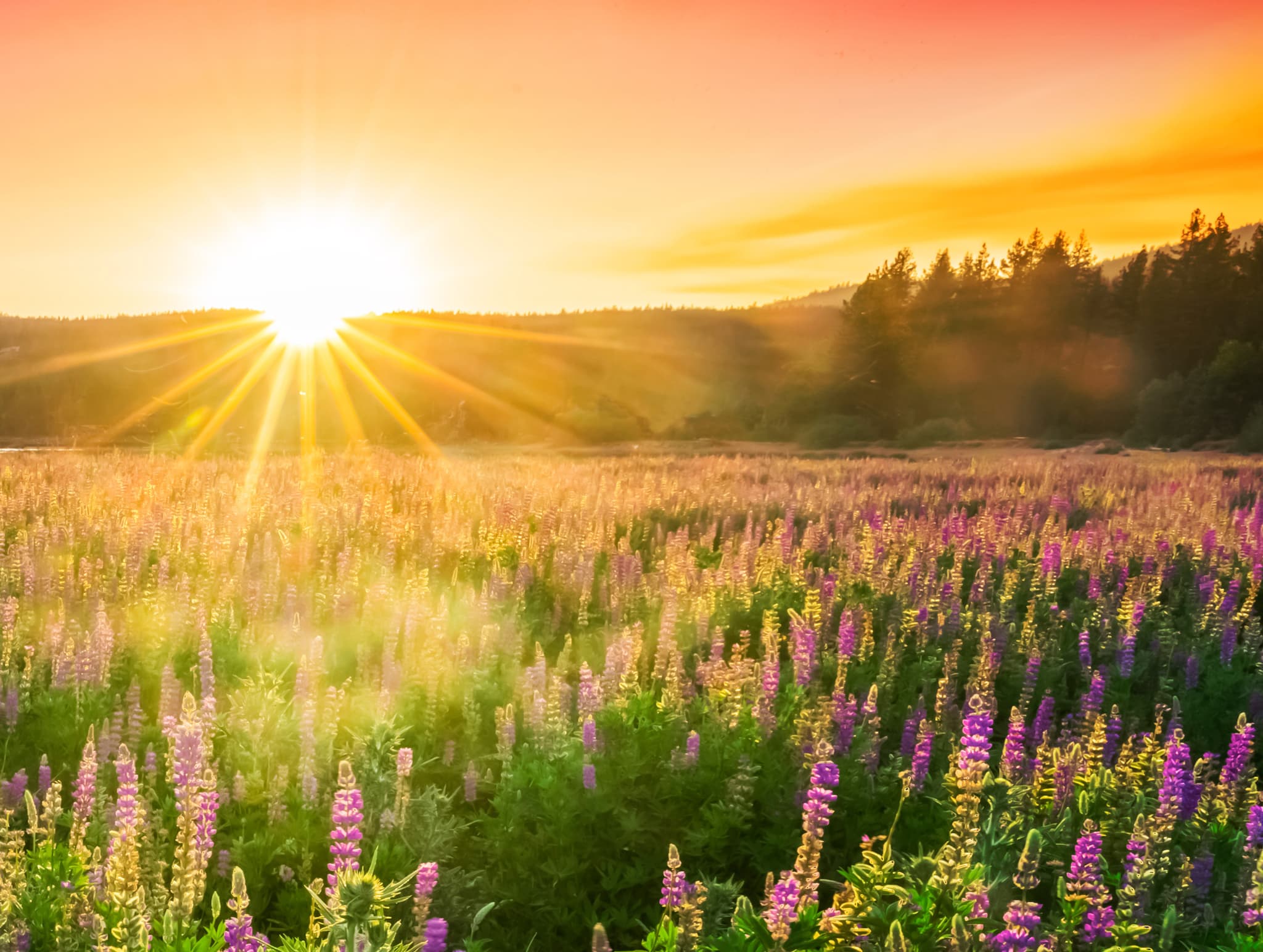 Sun rising over a low mountain across a field of purple lupins in bloom with fir trees in the distance.