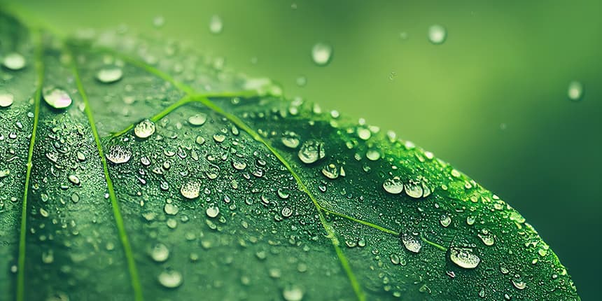 Drops of water on a green leaf